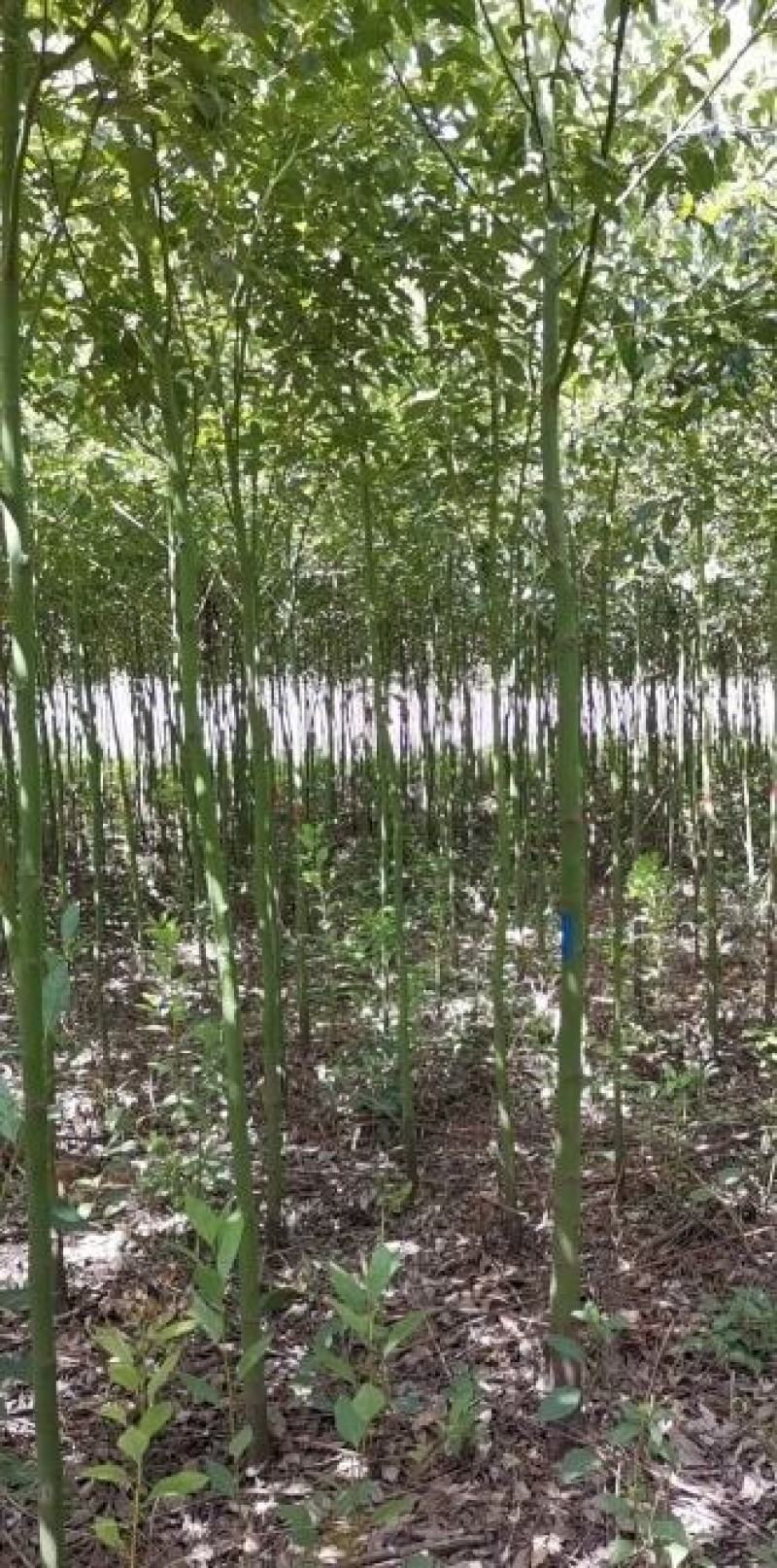 米径5公分精品香樟质量有保证！量大从优！
