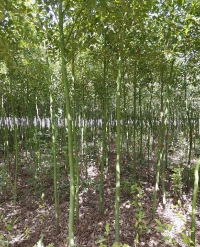 米径5公分精品香樟质量有保证！量大从优！