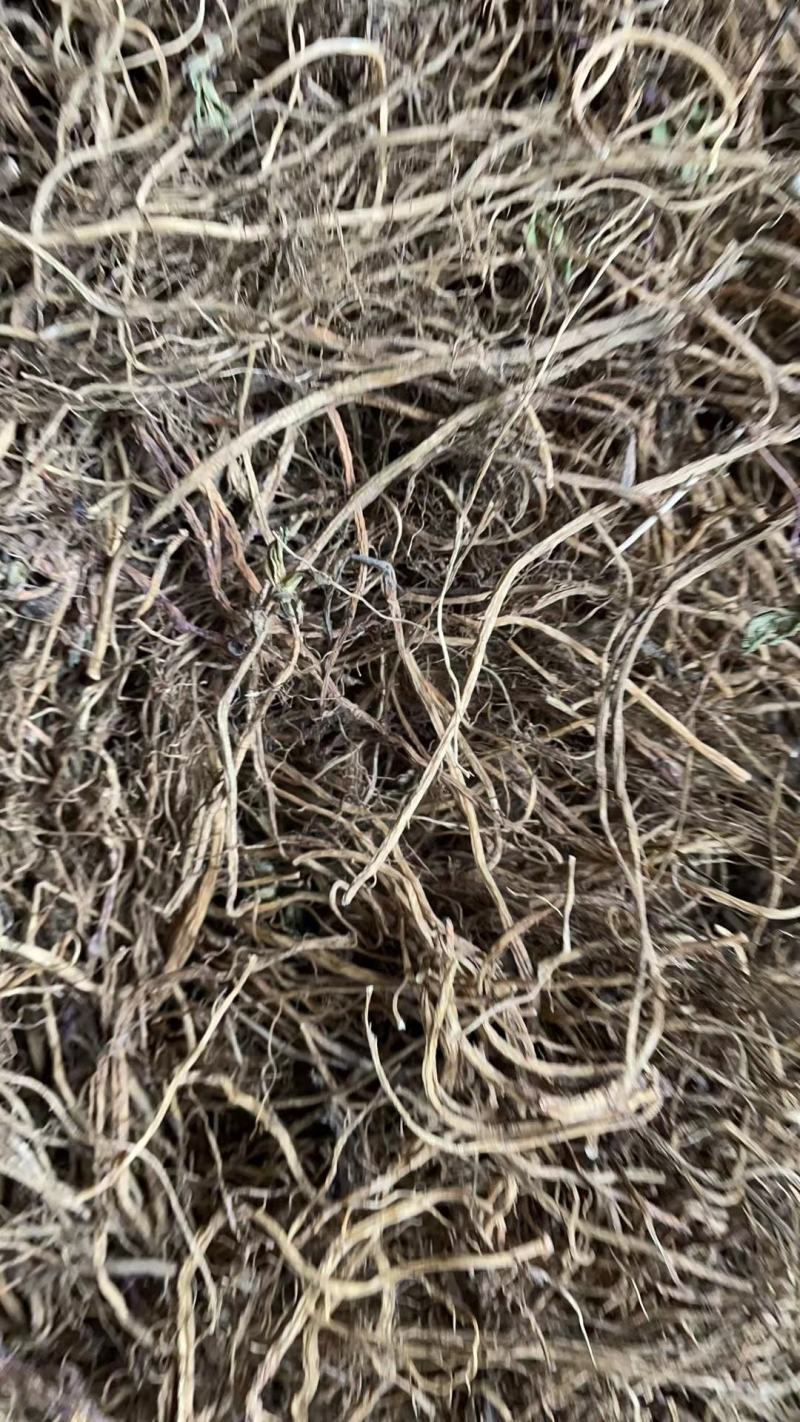 龙胆草