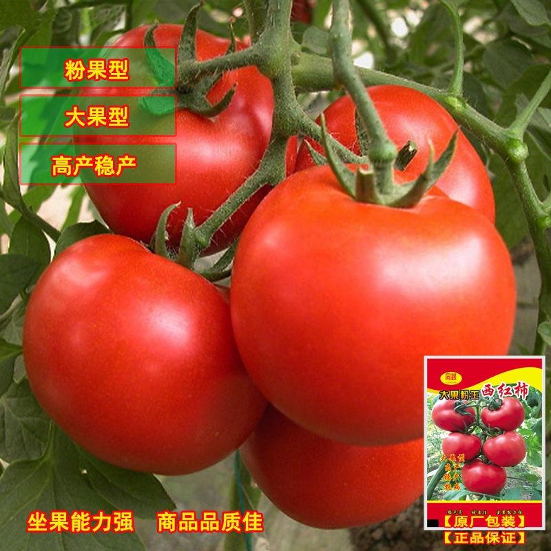 【包邮_1000粒西红柿种子】高产大果粉王西红柿种子特大
