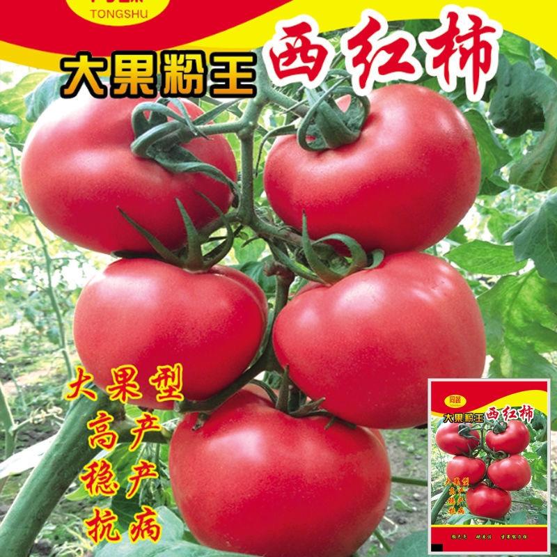 【包邮_1000粒西红柿种子】高产大果粉王西红柿种子特大