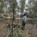 米径6公分精品香樟质量有保证！量大从优！