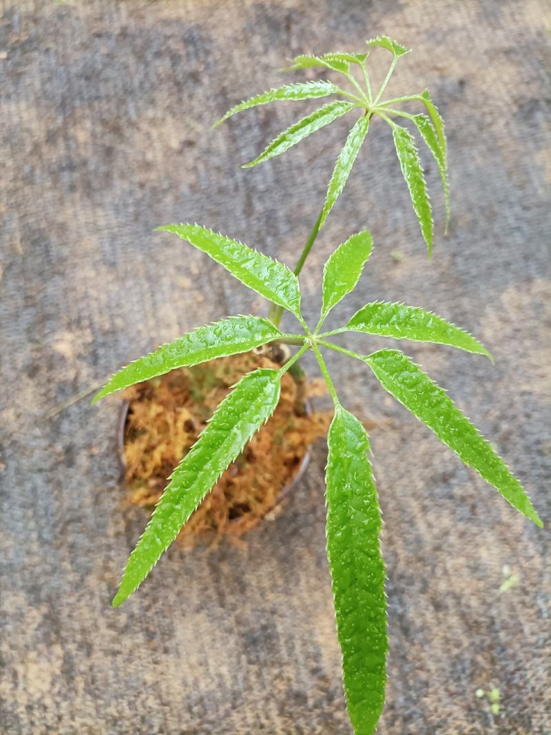 鸡脚木