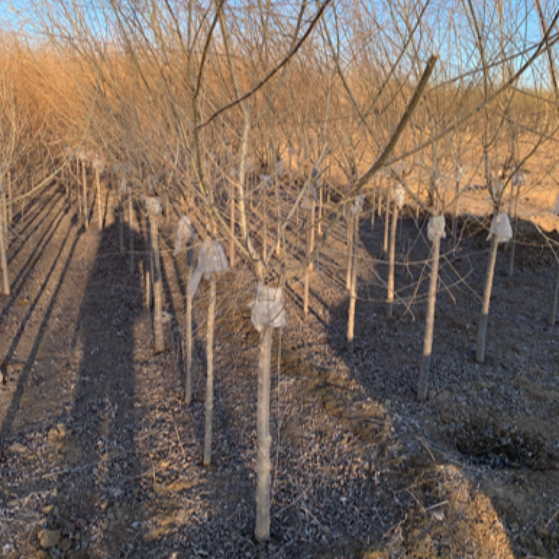 大量供应3-4公分矮杆金叶榆，大量上市了，价格美丽。