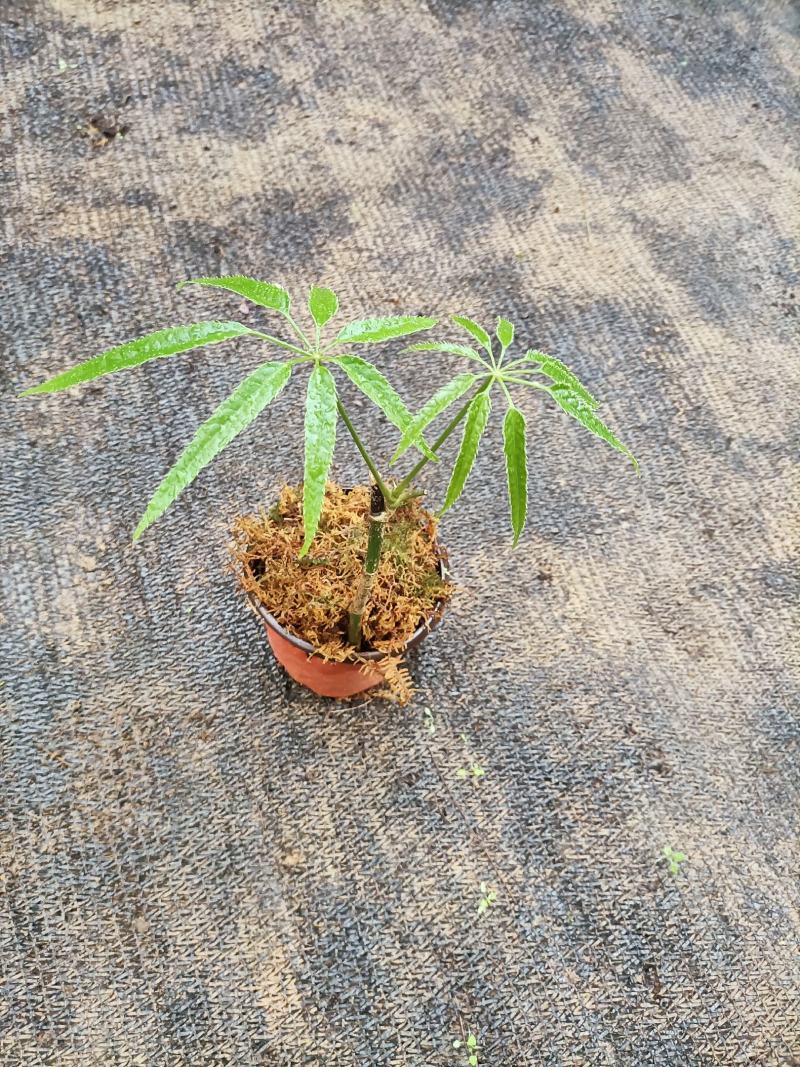 鸡脚木