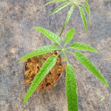 鸡脚木