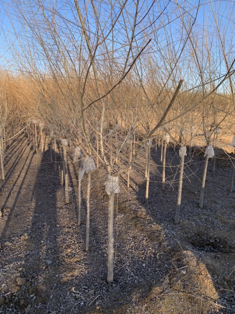 大量供应3-4公分矮杆金叶榆，大量上市了，价格美丽。