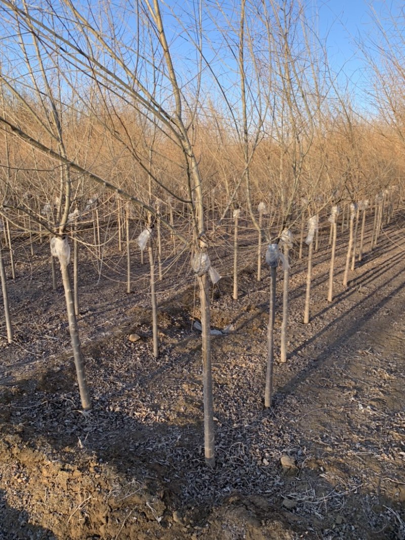 大量供应3-4公分矮杆金叶榆，大量上市了，价格美丽。