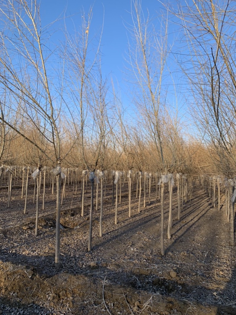 大量供应3-4公分矮杆金叶榆，大量上市了，价格美丽。
