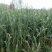 四川彭州：优质蒜苔大量上市了，色泽青绿！……