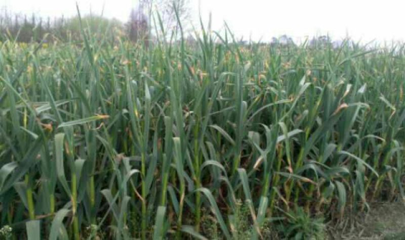 四川彭州：优质蒜苔大量上市了，色泽青绿！……