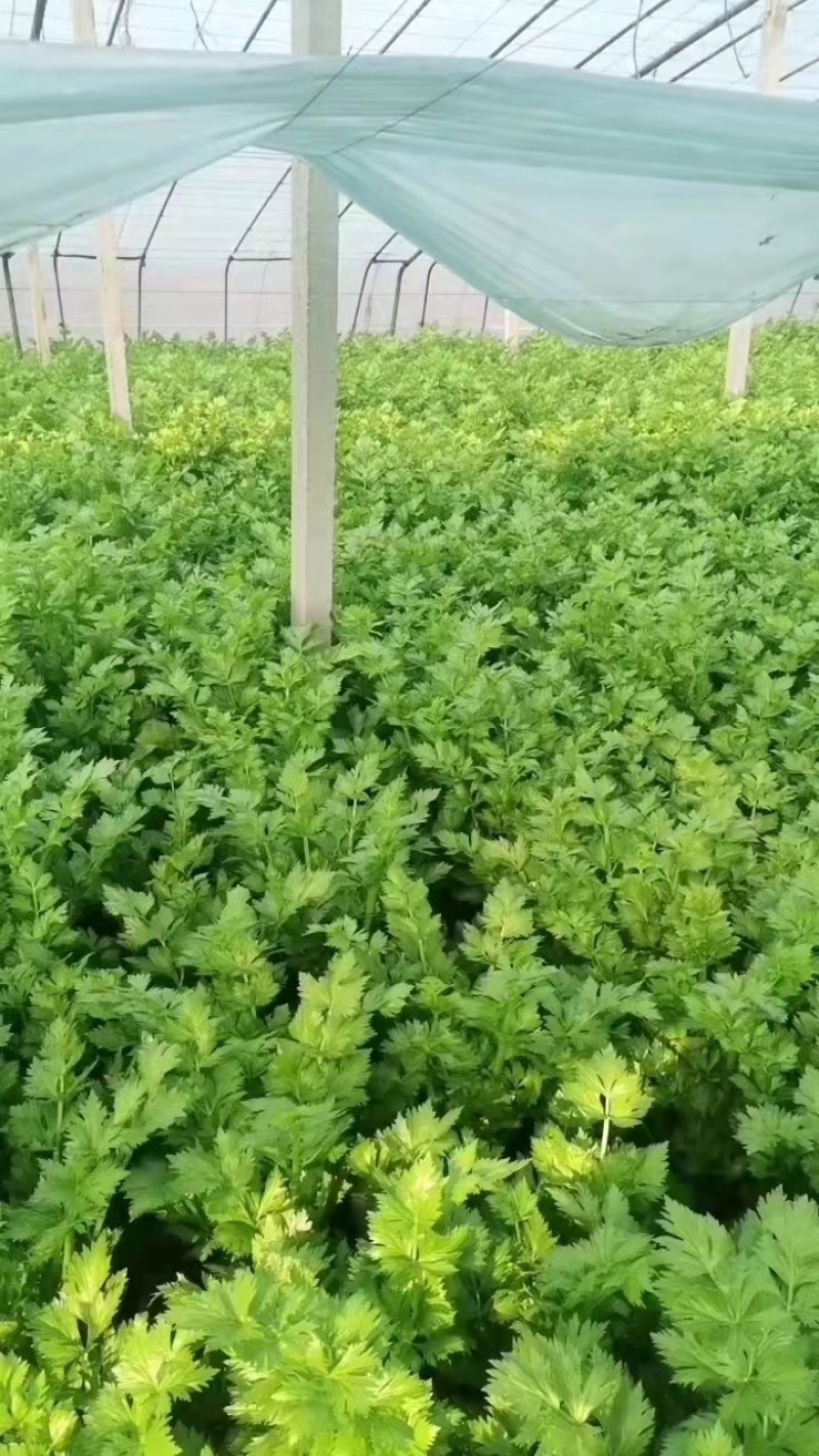 【芹菜】山东菏泽万亩精品西芹大中小等级欢迎各位老板采购