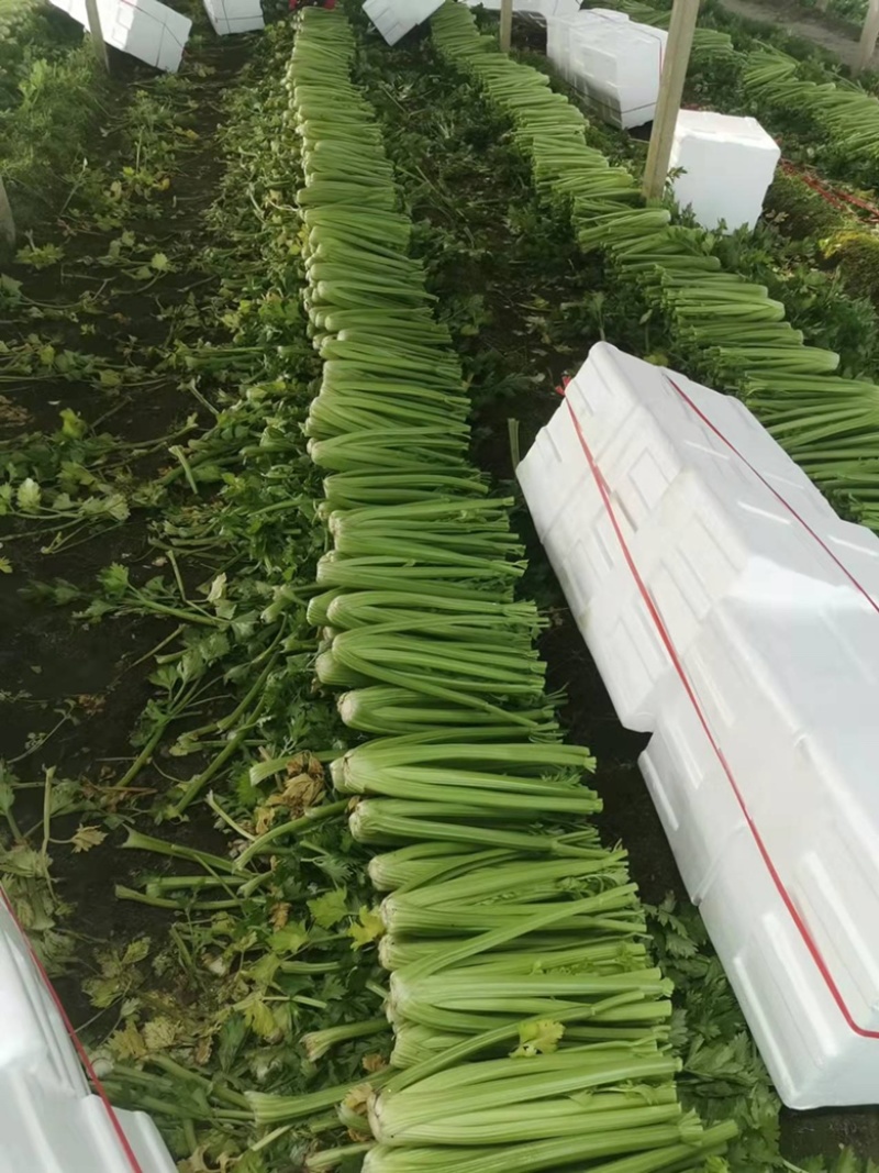 【芹菜】山东菏泽万亩精品西芹大中小等级欢迎各位老板采购