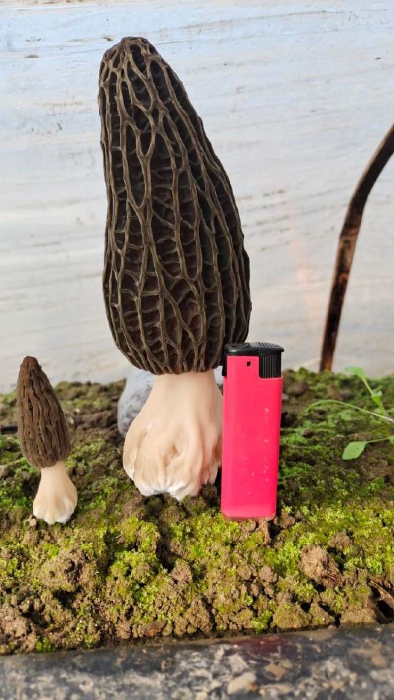 羊肚菌