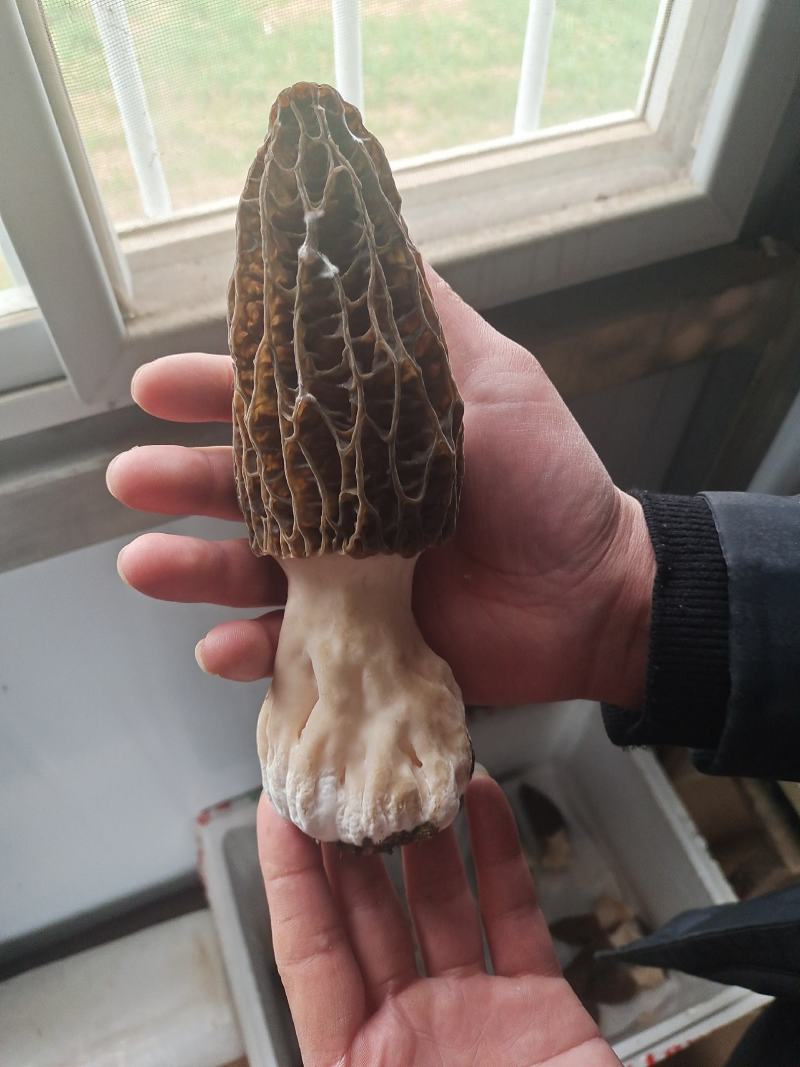 羊肚菌