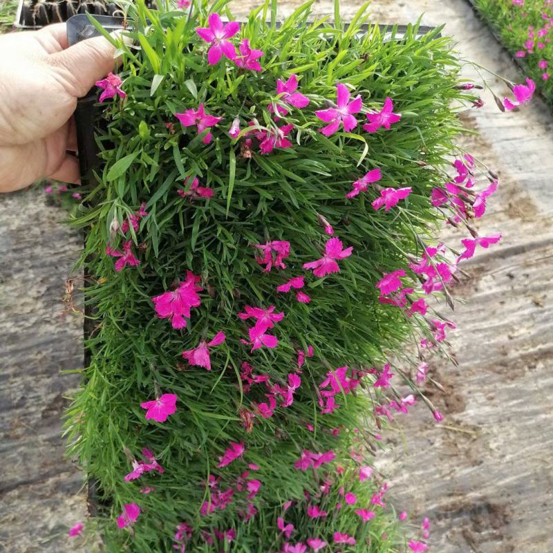 欧石竹穴盘苗（会开花的草坪基地直发质量保证）