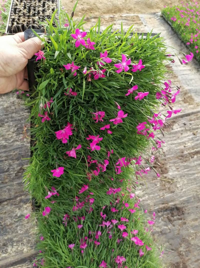 欧石竹穴盘苗（会开花的草坪基地直发质量保证）