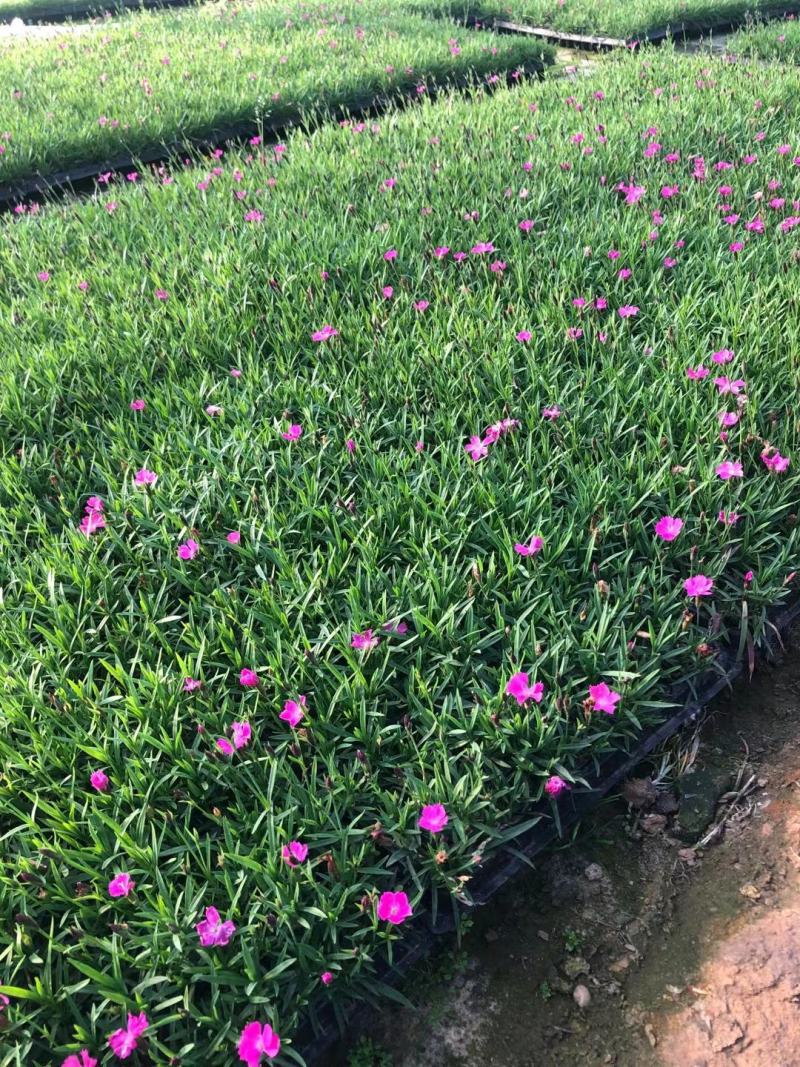 欧石竹穴盘苗（会开花的草坪基地直发质量保证）