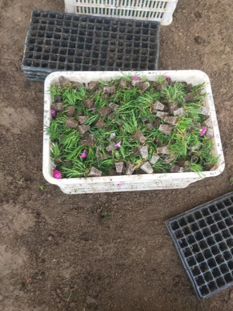 欧石竹穴盘苗（会开花的草坪基地直发质量保证）