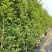 高度50厘米精品藤本月季质量有保证！量大从优！