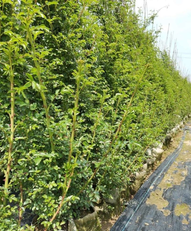 高度50厘米精品藤本月季质量有保证！量大从优！