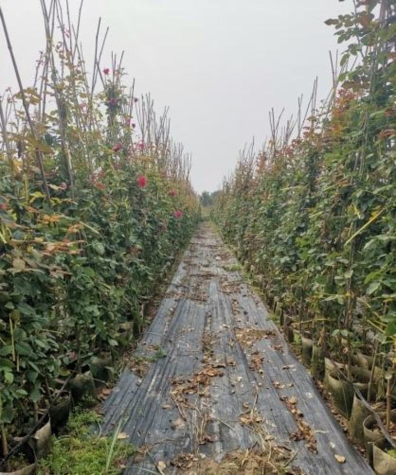 高度60厘米精品藤本月季质量有保证！量大从优！
