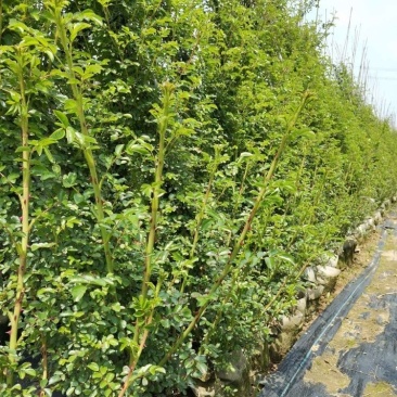 高度60厘米精品藤本月季质量有保证！量大从优！