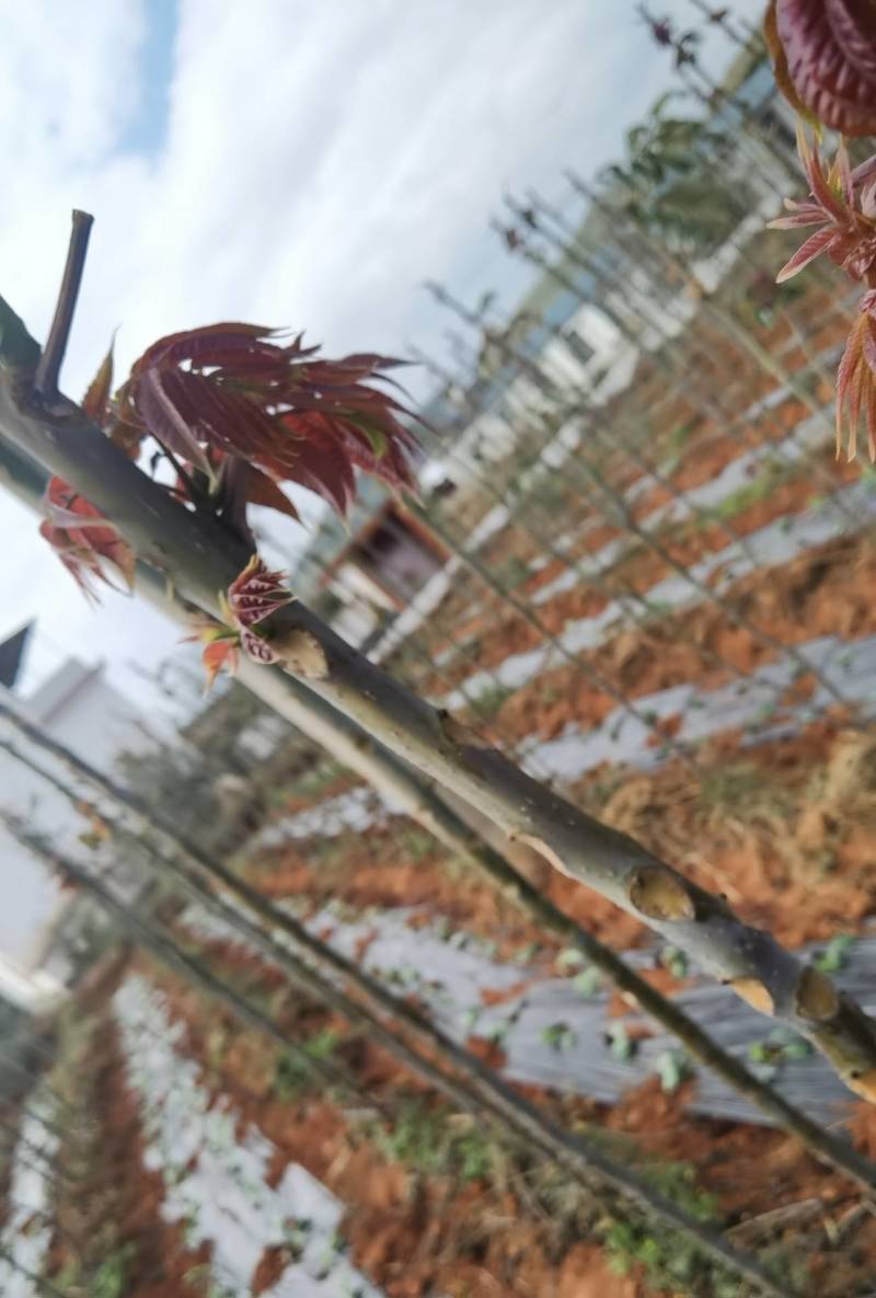 云南的香椿芽