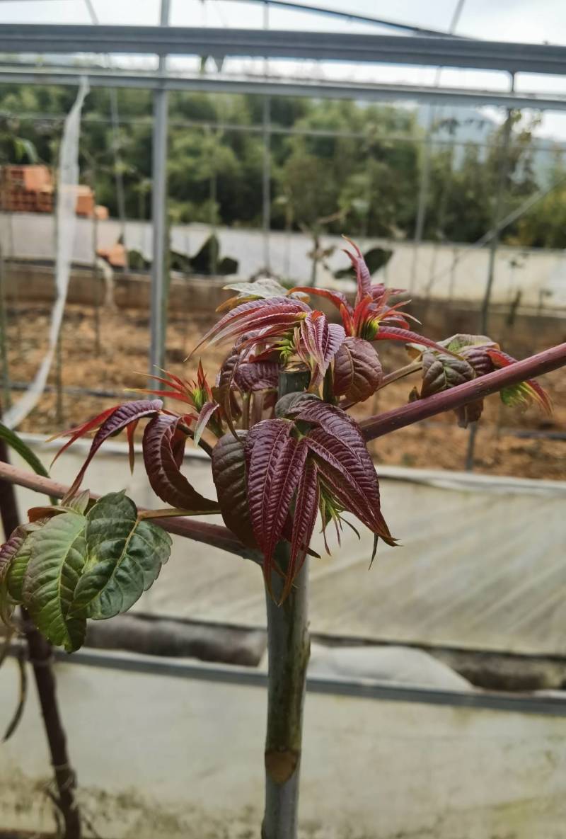 云南的香椿芽