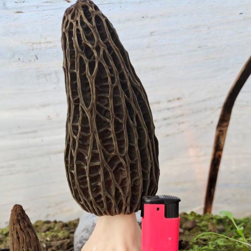 羊肚菌鲜菇