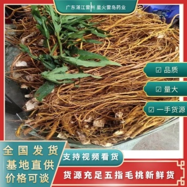 【优质】新鲜五指毛桃现挖现卖色泽金黄诚信经营