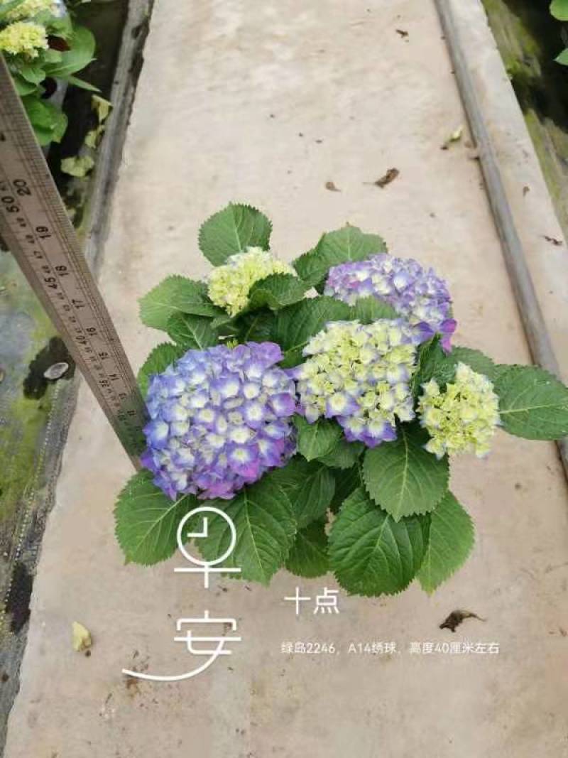 绣球精品八仙花佛山基地直供现货直发12盆装