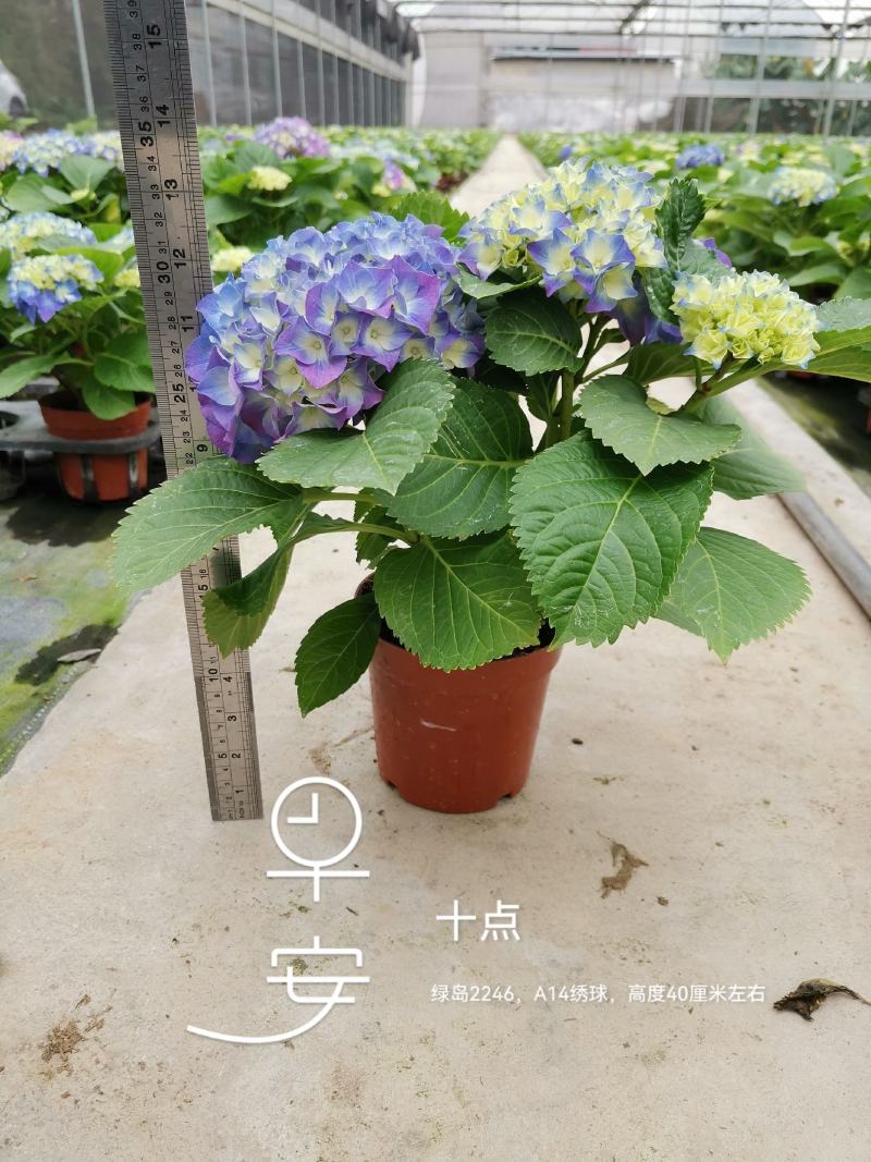 绣球精品八仙花佛山基地直供现货直发12盆装