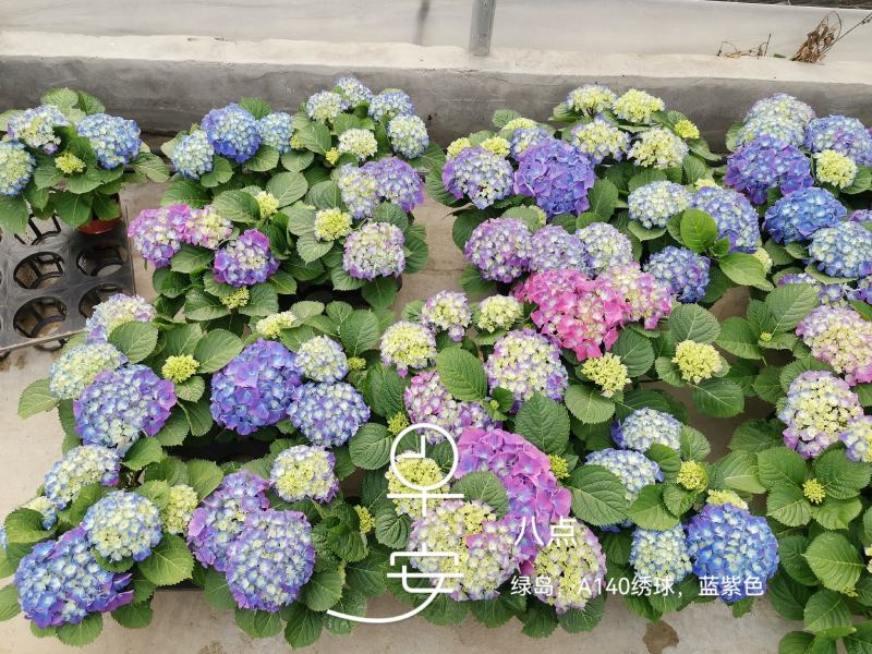 绣球精品八仙花佛山基地直供现货直发12盆装