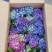 绣球精品八仙花佛山基地直供现货直发12盆装