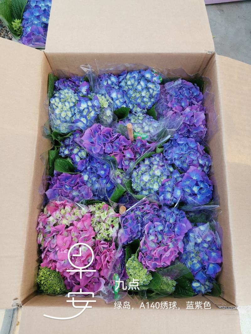 绣球精品八仙花佛山基地直供现货直发12盆装