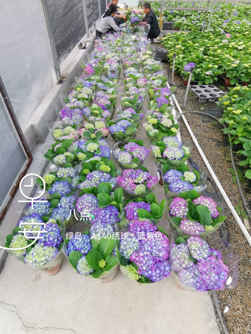 绣球精品八仙花佛山基地直供现货直发12盆装