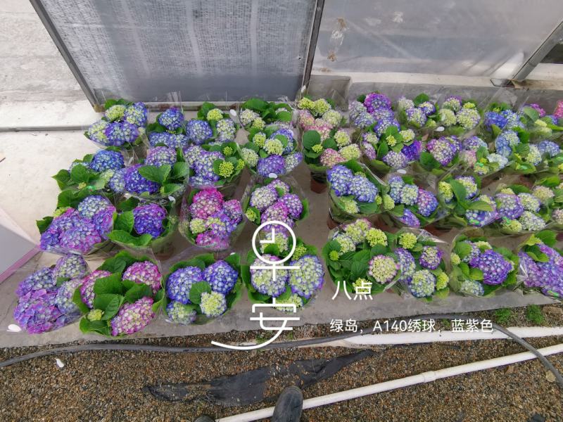 绣球精品八仙花佛山基地直供现货直发12盆装
