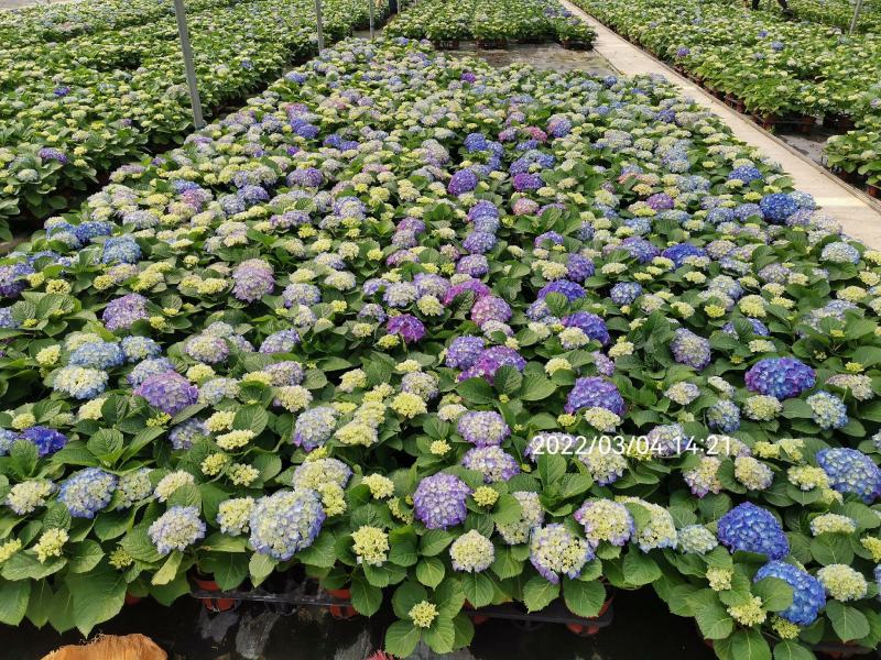 绣球精品八仙花佛山基地直供现货直发12盆装