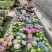 绣球精品八仙花佛山基地直供现货直发12盆装