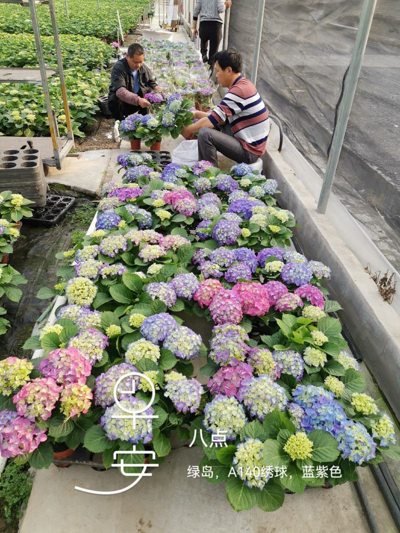 绣球精品八仙花佛山基地直供现货直发12盆装
