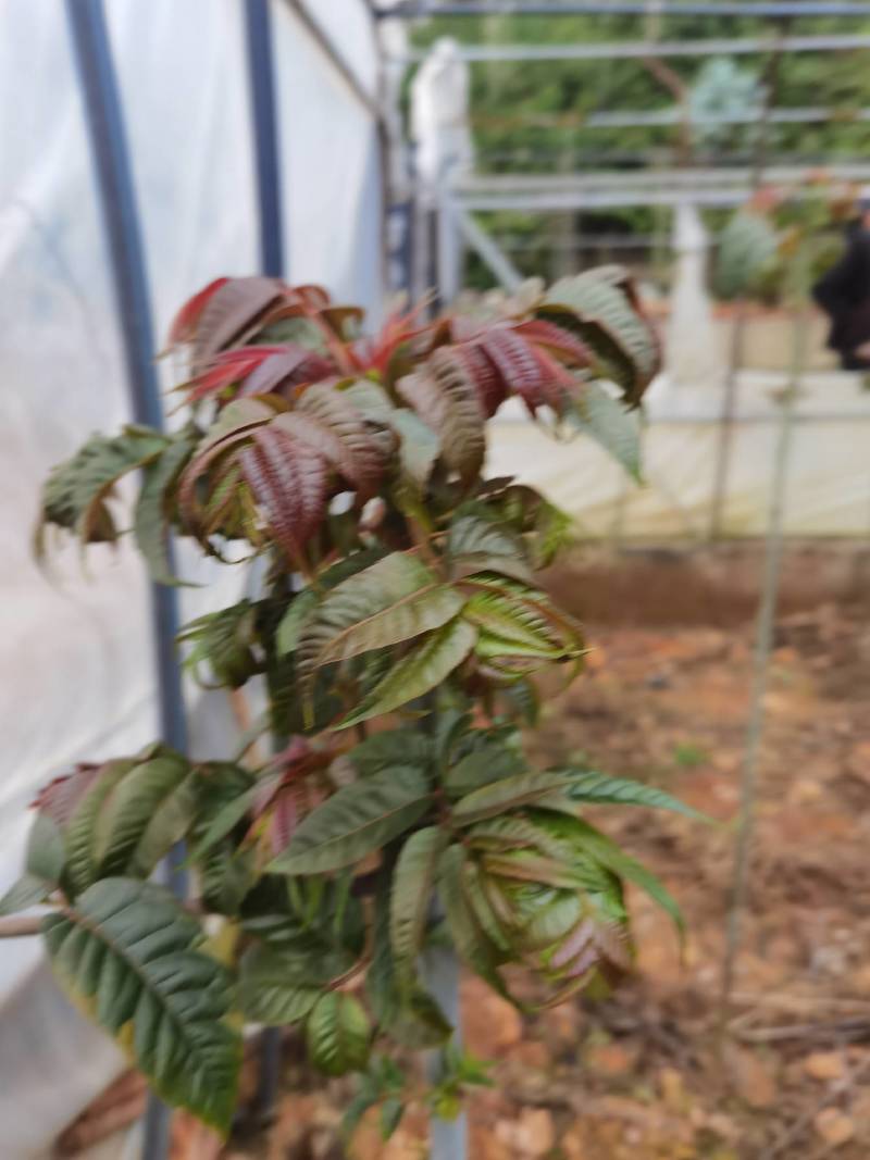 云南的香椿芽