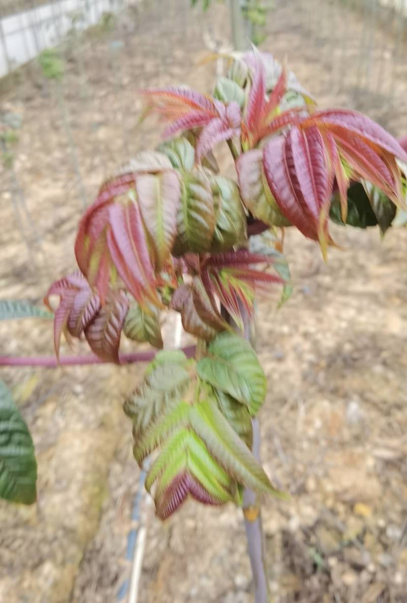 云南的香椿芽