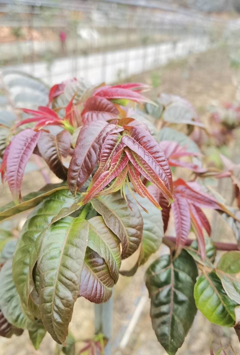 云南的香椿芽