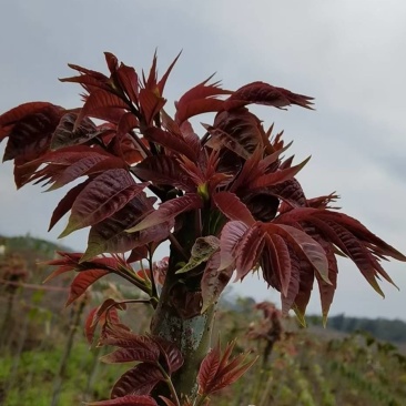 云南的香椿芽
