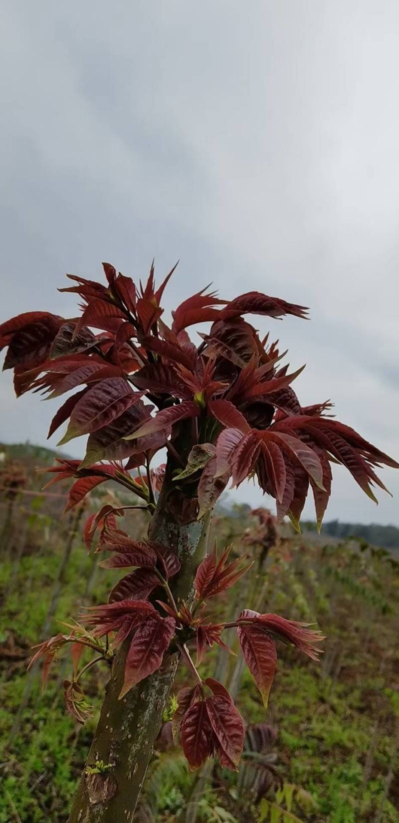 云南的香椿芽