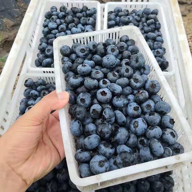 【山东蓝莓】蓝莓莱克西蓝莓现摘现发口感香甜全国发货