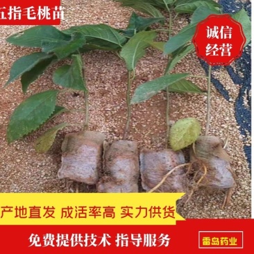 【推荐】五指毛桃苗成活率高产量高有技术指导包回收