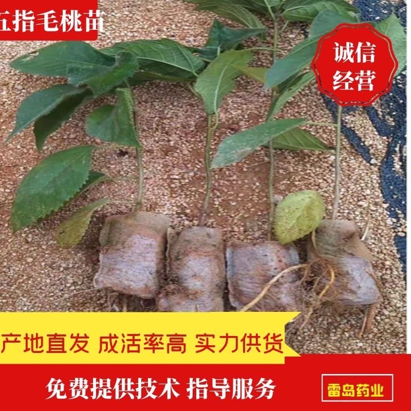 【推荐】五指毛桃苗成活率高产量高有技术指导包回收
