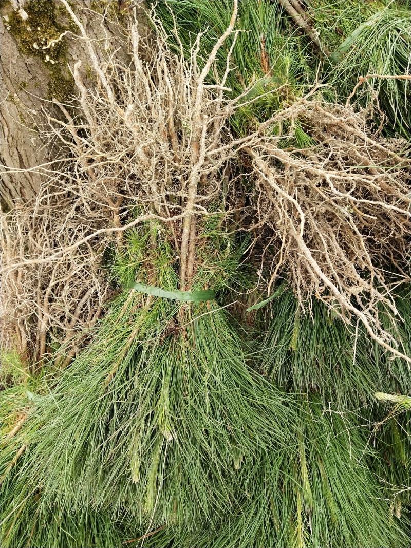 湿地松地苗，湿地松杯苗，还有一至5公分的苗。